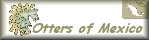 Friends of Otterjoy: Otters of Mexico