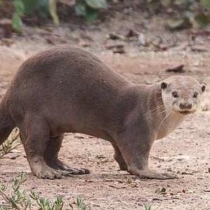 Smooth-Coated Otter