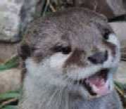 Note the rounded head, short muzzle, eyes
set well forward and vibrissae