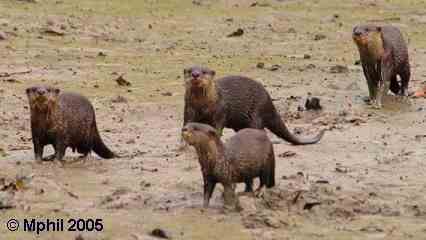 Asian Small-Claw families are stable and long-lived.  These otters have been foraging in the mud. Four Asian Small-Clawed Otters on the river bank