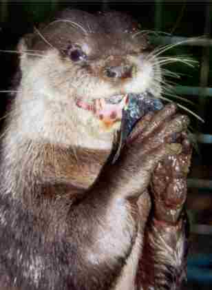 Belinda Otter, displaying the hand-like paws,
with complex pad pattern.  Photograph copyright D. Neville