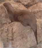 Note the tapering tail and plump body. Photograph copyright L. Wright