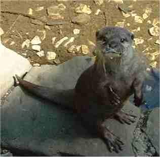 Sixpence demonstrates the tripod sit.  Photograph copyright L. Wright