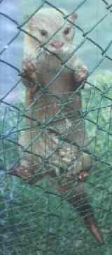 This young otter demonstrates the climbing ability of this species