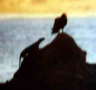 A large seabird is sitting on a rock.
A little marine otter is sneaking up the rock towards it