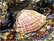 The Loco, Concholepus concholepus