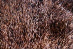 Close up of head fur, showing coarse appearance.  
Photograph courtesy of Gonzalo Medina
