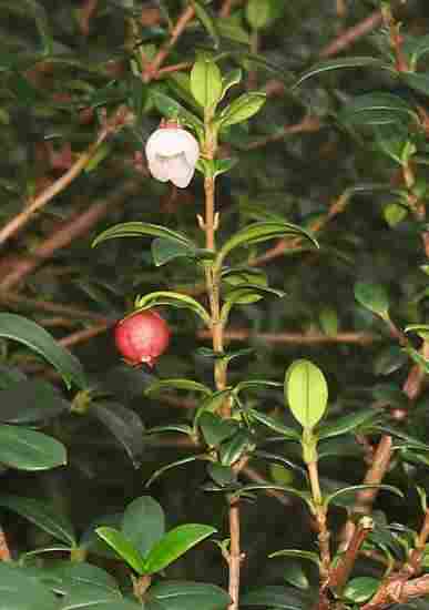 Ugni molinae, the Chilean Guava