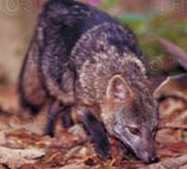 Crab-Eating Fox Crab-Eating Fox