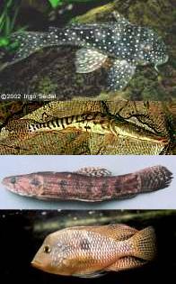 (top to bottom) Loricariidae,
Pimelodidae, Hoplias malabaricus and 
Geophagus brasiliensis (top to bottom) Loricariidae,
Pimelodidae, Hoplias malabaricus and 
Geophagus brasiliensis