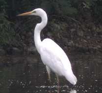Great Egret in Costa Rica Great Egret in Costa Rica