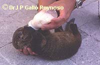 Otter Cub, by permission of Dr JP Gallo Reynoso Otter Cub, by permission of Dr JP Gallo Reynoso