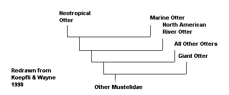 The current cladistic position of the Neotropical Otter