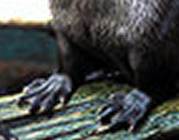 Strong, fully webbed front paws Strong, fully webbed front paws