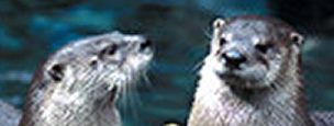 Close up of two Neotropical Otters Close up of two Neotropical Otters