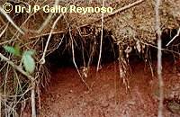 Holt of Neotropical Otter using natural cavity under tree root Holt of Neotropical Otter using natural cavity under tree root
