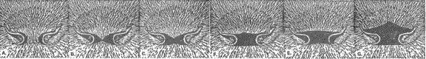 Variation in Rhinarium shape in River Otters Variation in Rhinarium shape in River Otters