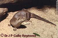 Lontra longicaudis, displaying a fine tail Lontra longicaudis, displaying a fine tail