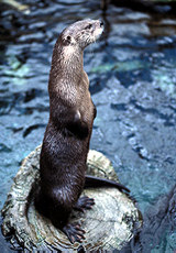 Neotropical Otter in the Tripod Sit Neotropical Otter in the Tripod Sit