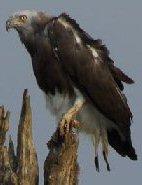 Grey-headed fish-eagle (Ichthyopaga ichthyaetus).Stephen Cooper