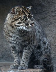The fishing cat (Prionailurus viverrinus)