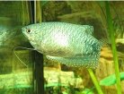 Three-Spot Gourami