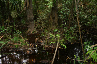 Peat swamp forest