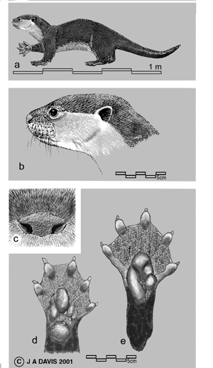 Lutrogale perspicillata, 
copyright and by permission of J.A.Davis