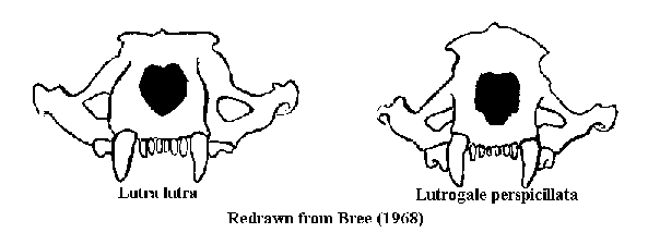 Comparison between skull of Lutra lutra 
and Lutrogale perspicillata.  
Redrawn from Bree(1968a)