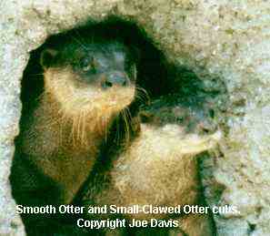 Smooth Otter (L) and Small-Clawed (R) Otter Cubs.
Copyright and by permission of J.A. Davis