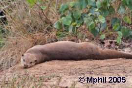 Continual use of one spot for grooming by rolling on the ground creates bare patches Smooth-Coated Otter lying on bare patch of ground