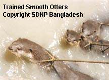 Trained Otters in the Sundarbans