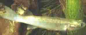 The False Four-Eyed Fish, Rhinomugil corsula,
a shoaling fish much eaten by Smooth Otters
