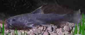 The Riverine Catfish, Rita rita, 
a common Smooth Otter food fish
