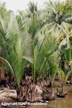 The Sundarbans are the muddy 
estuary of the Ganges-Brahmaputra Rivers, 
colonized by forests