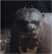 Note the hairy nose, 
slit-like nostrils, large round eyes, plentiful whiskers, 
thick lips and globular head